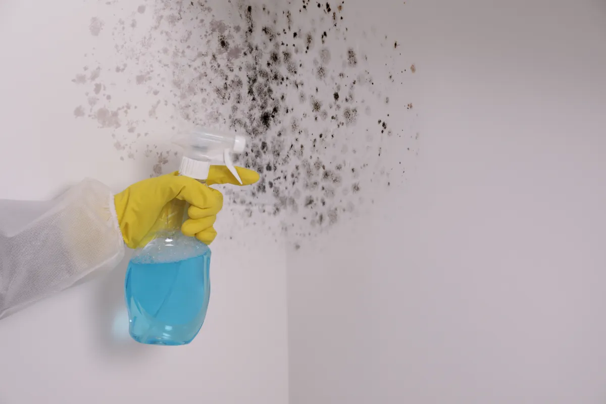 Black Mold Removal: Your Essential Guide to a Safer Home
